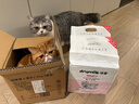 洁客 豆腐膨润土混合猫砂除臭结团懒人猫砂2.5kg*12袋共30kg 实拍图