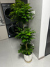 爱优尚幸福树盆栽客厅室内大型绿植办公室乔迁新家绿宝净化空气源头直发 实拍图