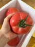京鲜生 山东普罗旺斯西红柿 净重4.5斤 单果115g+ 沙瓤番茄 源头直发 实拍图