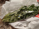 带根香菜100g 实拍图