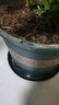 墨斗鱼花盆加仑盆加厚高款5加仑*2种菜盆大号盆栽树脂塑料简约带托盘 实拍图