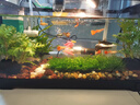 阔庭鱼缸懒人鱼缸家用客厅办公室金鱼缸过滤鱼缸黑色款 实拍图