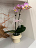 京东鲜花蝴蝶兰盆栽带花带花苞绿植花卉客厅办公室装饰摆件送长辈源头直发 实拍图