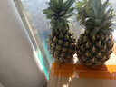 广东湛江徐闻菠萝 香水菠萝 热带水果  1个 净重1.3-2斤 实拍图