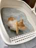 猫乐适半封闭猫砂盆防溅防臭易清洗大容量猫厕所成幼猫通用开放式猫砂盆 【白色】小面包4L+铲子 实拍图