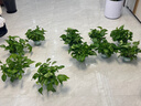 双盟绿萝盆栽除甲醛花卉绿植办公室新房净化空气180加仑4盆装源头直发 实拍图