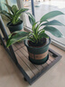 墨斗鱼花盆加仑盆加厚高款0.5加仑*2多肉绿萝月季盆栽树脂塑料简约托盘 实拍图