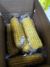 京鲜生 东北黄玉米260g*10棒 真空包装黏玉米棒粘玉米 源头直发 实拍图
