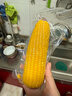  十月稻田 黄糯玉米3.52斤+白糯玉米4.16斤 早餐粗粮 实拍图