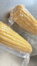 十月稻田 黄糯玉米 3.52斤(220g*8根)  杂粮粗粮 东北玉米 低脂早餐 新米 实拍图