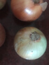 新鲜黄洋葱黄金水果洋葱即食蔬菜调料烧烤食材 新鲜黄洋葱 2斤 含箱 实拍图