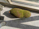 京鲜生海南菠萝蜜整个16-19斤 净重16斤生鲜水果 源头直发 实拍图
