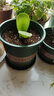 墨斗鱼花盆加仑盆加厚高款1加仑*3多肉绿萝月季盆栽树脂塑料简约带托盘 实拍图