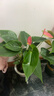 红掌盆栽白粉掌一帆风顺带花特大号花卉室内客厅面水培植物好养 土培加仑盆-红掌约30cm 带盆栽好 实拍图