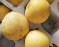 樱慕晴【JD地标认证】正宗辽宁鞍山南果梨东北特产南国梨香水梨新鲜水果 净重5斤【普装小果黄梨】约40枚 实拍图