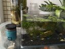 高清热弯玻璃鱼缸 透明家庭一体客厅桌面水草缸龟缸生态溪流 高清热弯鱼缸30*18*20cm 实拍图