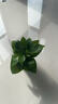双盟绿萝盆栽除甲醛花卉绿植办公室新房净化空气 120款10盆源头直发 实拍图