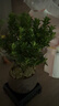 开时果 小叶赤楠盆景摆件 办公室桌面绿植花卉好养盆栽植物源头直发包邮 【推荐款】舍得紫砂盆+苔藓+底座 实拍图