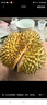 田良季正宗泰国金枕榴莲【多地次日达】新鲜金枕头带果带壳水果送礼品物 4-5斤丨包4-5房丨精选果 50年老树果【人工严选】 晒单实拍图