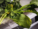 【霜打菜】菜心苗250g(长度≤15cm) 实拍图