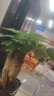 【带盆高度约15-25cm】发财树盆栽室内植物客厅办公室吸甲醛好养 单杆发财树+塑料节节高升盆+小方底座 花盆直径约8cm 实拍图