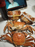 【活蟹】蟹宗鲜活大闸蟹现货全母2.8-3.1两8只水产生鲜螃蟹鲜活海鲜礼盒节日送礼礼品 实拍图