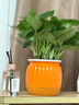 新特价绿萝盆栽室内客厅办公吸甲醛净化空气水培植物绿植花卉好养 【畅销2盆】绿萝+橙色南瓜盆自吸水 整体含盆高度20-25cm 实拍图