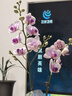 京东鲜花蝴蝶兰盆栽带花带花苞绿植花卉客厅办公室装饰摆件送长辈源头直发 实拍图