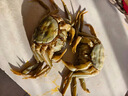 【活蟹】蟹叁钳庄 大闸蟹公3.5-3.8两母2.5-2.8两4对8只鲜活螃蟹现货生鲜水产海鲜礼盒 实拍图