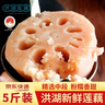 洪湖农家京东包邮 莲藕新鲜 洪湖粉藕 蔬菜 生鲜5斤 火锅食材 洪湖莲藕 实拍图
