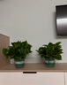 双盟绿萝盆栽除甲醛花卉绿植办公室新房净化空气180加仑2盆装源头直发 实拍图
