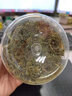 平利绞股蓝【正宗】平利绞股蓝龙须茶无糖养生茶饮绞股蓝茶叶 甄选五叶甘味绞股蓝龙须 100g*1罐 实拍图