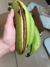高山精品甜蕉现摘新鲜水果香蕉孕妇宝宝辅食搭配丫丫生鲜特产 1斤装【青蕉发货】 实拍图