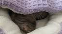 瓜洲牧猫窝冬季保暖狗窝秋冬宠物半封闭式狗狗过冬猫咪冬天钻被子贝壳窝 贝壳窝【升级保暖-紫色】 M码【直径50CM】20斤内宠物 实拍图