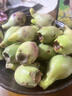 南步海南仙人掌果 可食用野生红心仙桃果实大果稀奇古怪新鲜热带水果 仙人掌果 5斤精选装【15-20个/斤】 实拍图