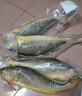 黄小渔宁德三去黄花鱼600g/4条大黄鱼生鲜海鲜水产深海鱼类烧烤食材 实拍图