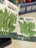 北蔬 豌豆尖种子种苗秋四季芽苗菜蔬菜种籽 北蔬鲜嫩豌豆尖种子200g 实拍图