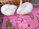 朗缤 兔子活体宠物兔活体新西兰肉兔公主兔小白荷兰侏儒活物兔子宠物 小白公主兔2只（一公一母） 实拍图