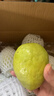 京觅福建芭乐 白心芭乐 土番石榴单果150g 4.5斤装 实拍图