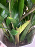 叹为观止大型植物发财树各种大颗盆栽开业乔迁客厅办公室内好养大型花卉 金钱树【80厘米-1米】 含盆 实拍图