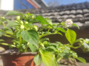 芷郁开花素花卉促花营养液开花粉月季三角梅催花肥料爆花通用叶面肥 实拍图