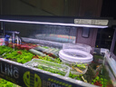 尼特利AT5S水草灯545S三代专业级全光谱led伸缩鱼缸灯专用植物补光灯 实拍图