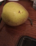 京喜加正宗河北香梨特级新鲜水果梨子当季脆甜多汁远达新1 带箱2斤单果120+ 实拍图