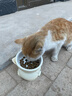 甜浪海猫碗陶瓷猫粮碗狗碗猫食盆猫咪喝水碗高脚斜口防打翻护颈喂食碗 实拍图