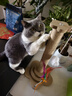 疯狂的主人猫抓柱剑麻猫抓板猫玩具耐抓耐磨不掉屑立式猫爬架自嗨解闷磨爪子 实拍图