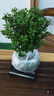 开时果 小叶赤楠盆景摆件 办公室桌面绿植花卉好养盆栽植物源头直发包邮 【热销款】哥窑浸墨盆+苔藓+底座 实拍图