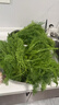 茗君鲜顺丰包邮山东茴香菜新鲜茴香苗现摘头茬荤香嫩叶小茴香饺子馅蔬菜 茴香3斤（顺丰/京东包邮） 实拍图