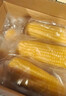 十月稻田 黄糯玉米 3.52斤(220g*8根) 25年新玉米 低脂粗粮 早餐 联名款 实拍图