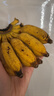 小米蕉软糯香甜自然种植宗坤甜糯正宗小米蕉薄皮手指水果 带箱2斤 实拍图