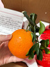 京鲜生 四川爱媛38号果冻橙 净重4.5-5斤 单果120g+ 源头直发包邮 实拍图